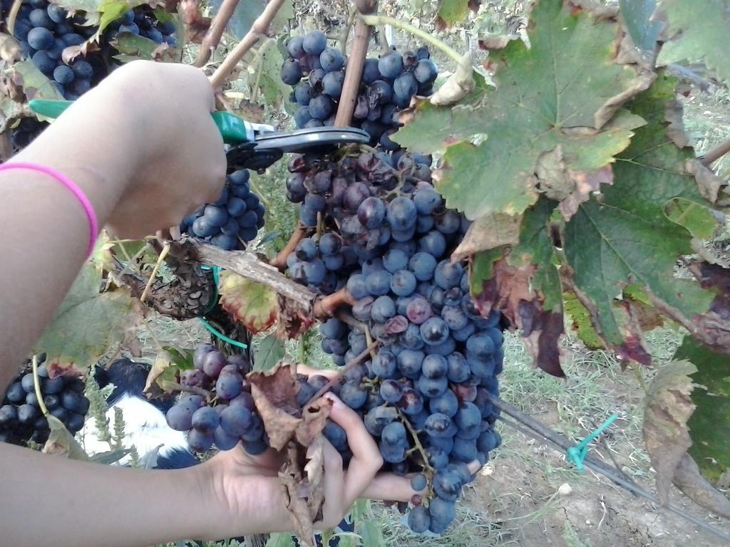 Agriturismo La Valle Degli Ulivi Semproniano Dış mekan fotoğraf