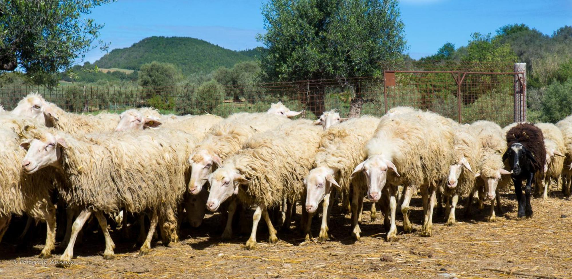 Agriturismo La Valle Degli Ulivi Semproniano Dış mekan fotoğraf
